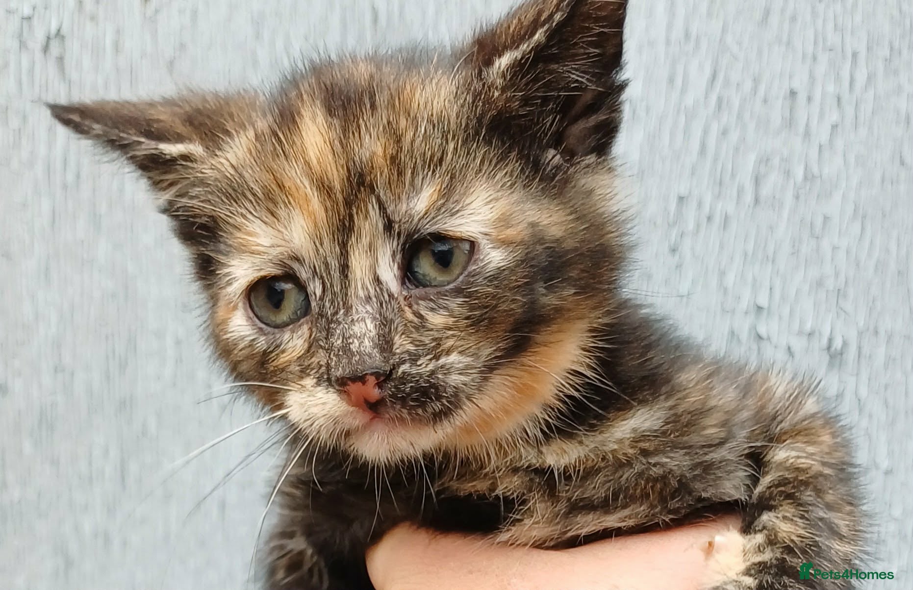 Domestic Shorthair cats Beautiful Kittens for sale - Advert 14
