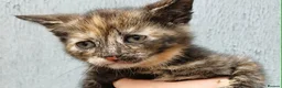 Domestic Shorthair cats for sale: Beautiful Kittens for sale - Advert 4