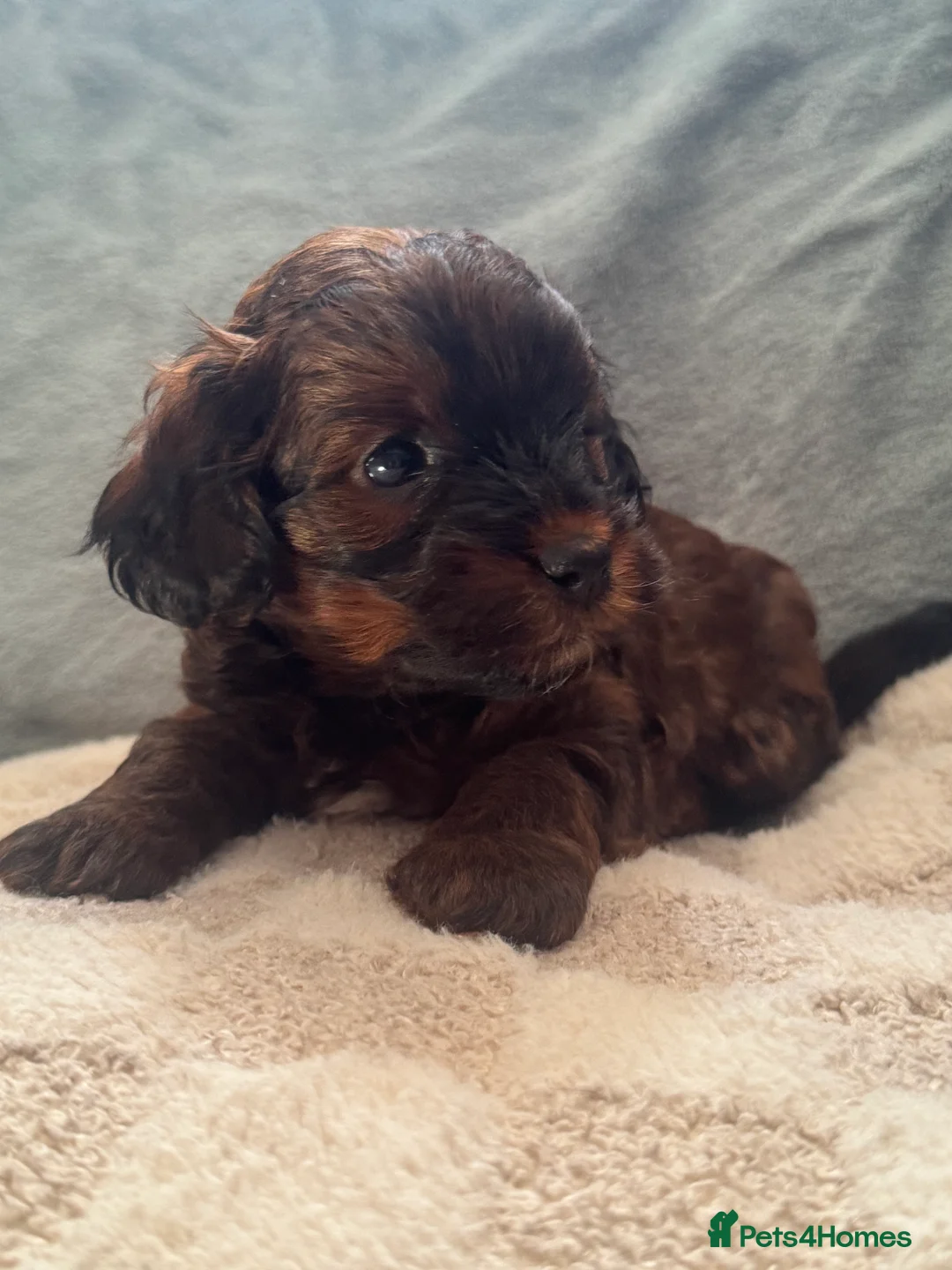 Yorkiepoo dogs for sale: DNA Health tested Yorkipoo puppies  - Advert 2