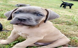 Cane Corso dogs for sale: Beautiful cane Corso puppies  - Image 4