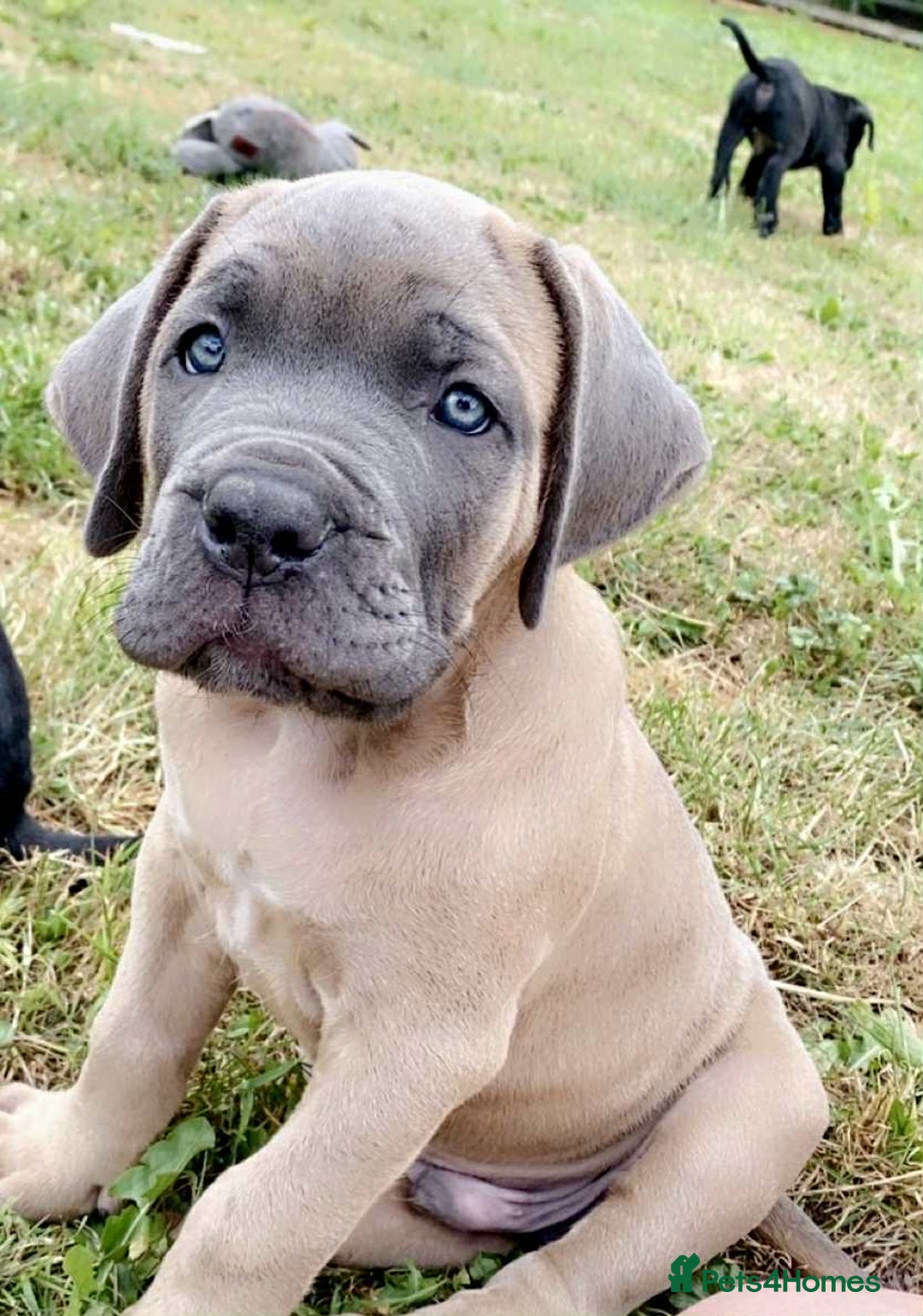 Cane Corso dogs for sale: Beautiful cane Corso puppies  - Image 4