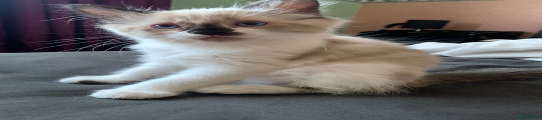 Ragdoll