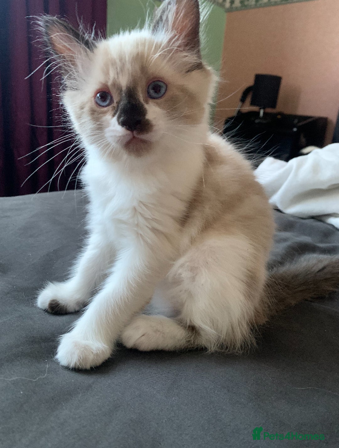 Mixed Breed cats for sale: Ragdoll, Russian blue & tuxedo kitten - Image 2