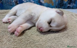 Siberian Husky dogs for sale: Beautiful pure Siberian Husky - Image 8