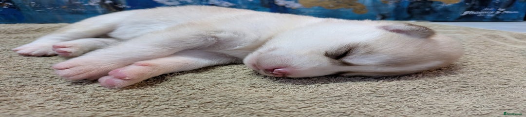 Siberian Husky Puppy 4