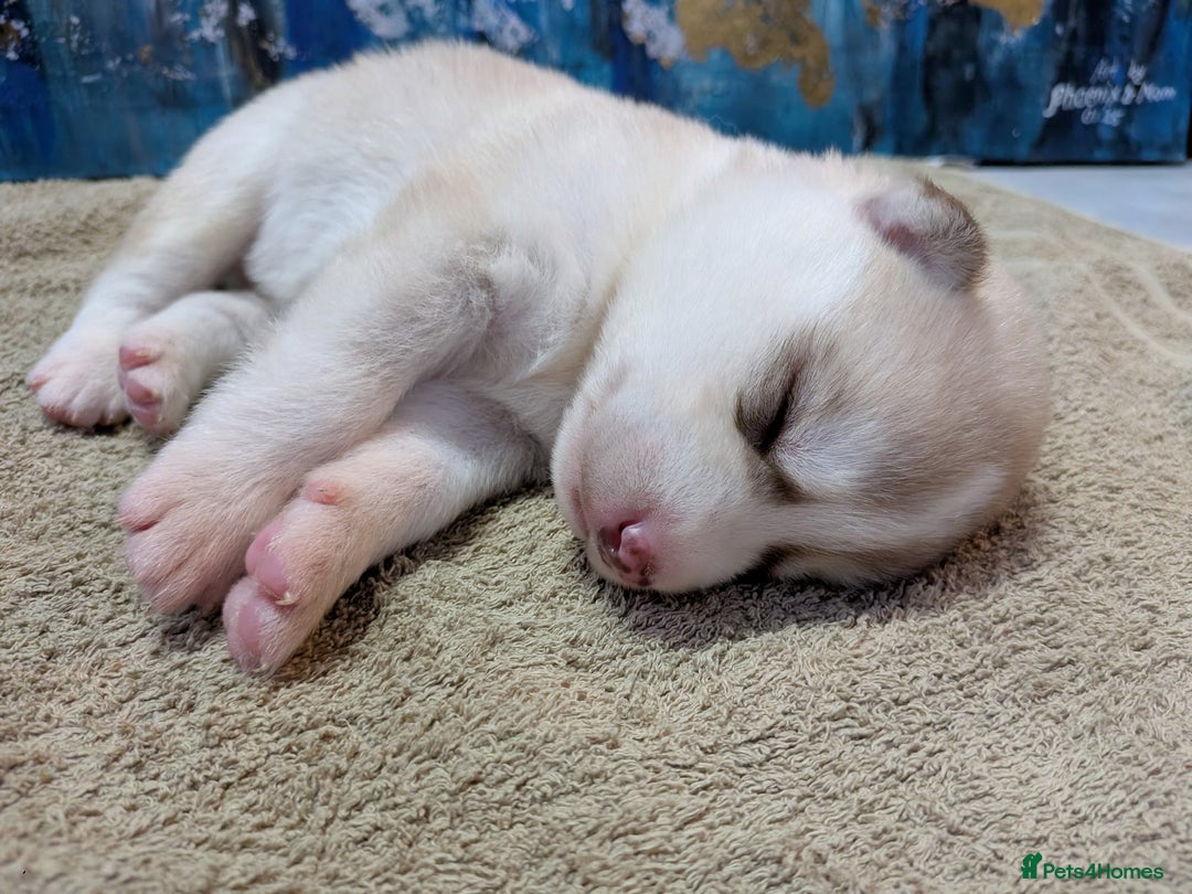 Siberian Husky dogs for sale: Beautiful pure Siberian Husky - Image 8
