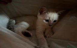 British Shorthair cats for sale: Beautiful British Shorthair Kittens... - Image 18
