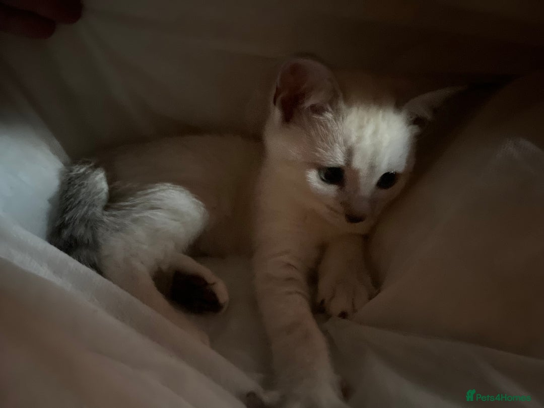 British Shorthair cats for sale: Beautiful British Shorthair Kittens... - Image 18