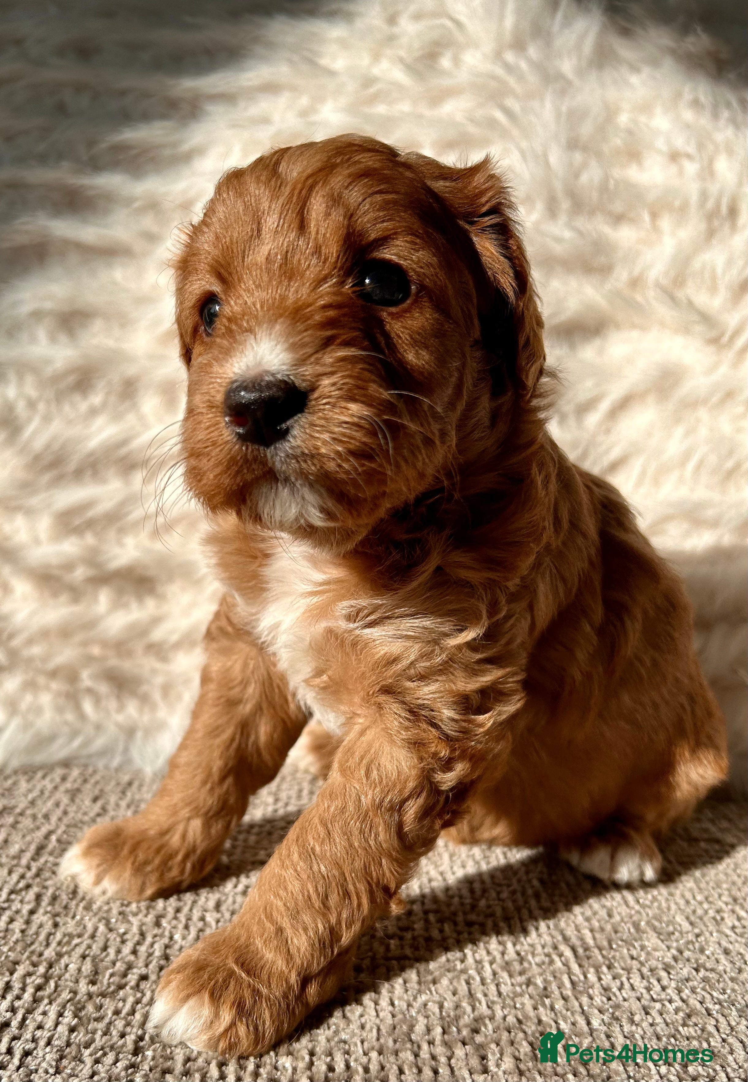 Mixed Breed dogs Tollerdoodle - Advert 9