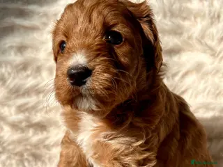 Mixed Breed dogs Tollerdoodle - Advert 2