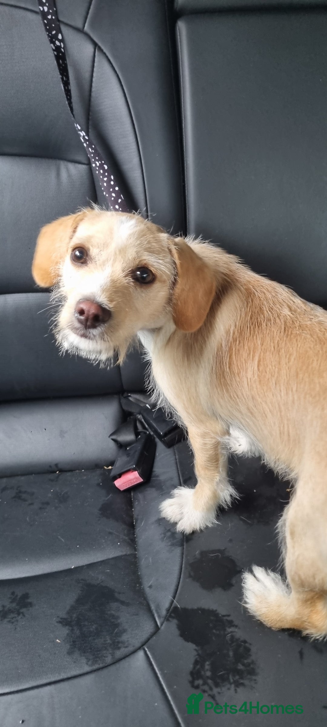 Mixed Breed dogs for sale: Max 6 month terrier mix - Image 2