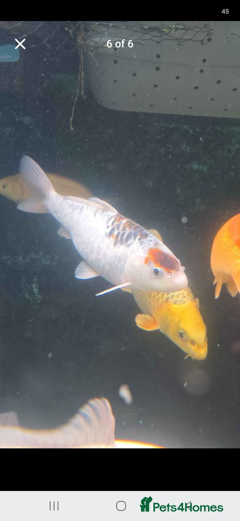 Koi Carp fish Koi carp x6 - Advert 2