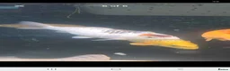Koi Carp fish for sale: Koi carp x6 in Thornton-Cleveleys - Advert 1