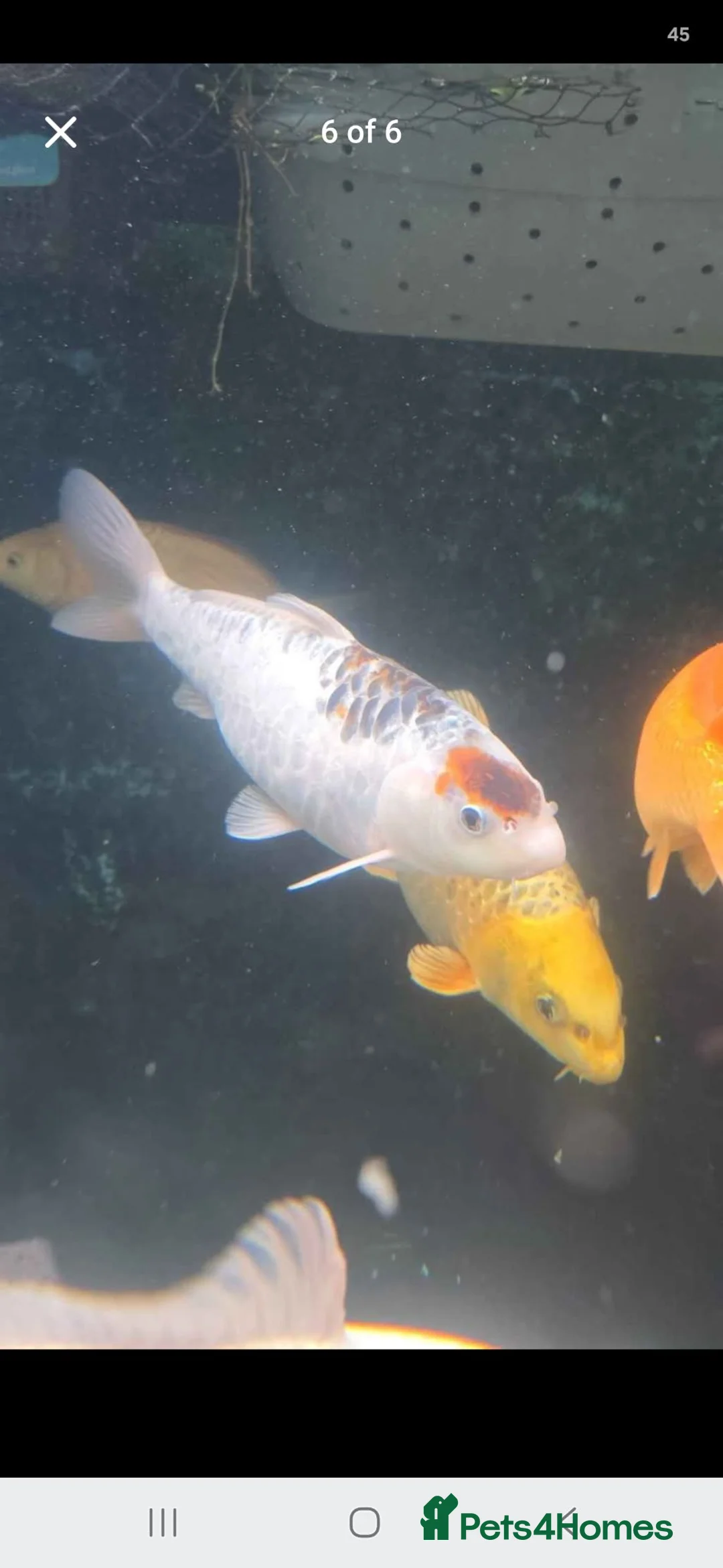 Koi Carp fish for sale: Koi carp x6 in Thornton-Cleveleys - Advert 1