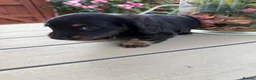 Miniature Dachshund dogs for sale:  Adorable Miniature Dachshund Puppies - Advert 24