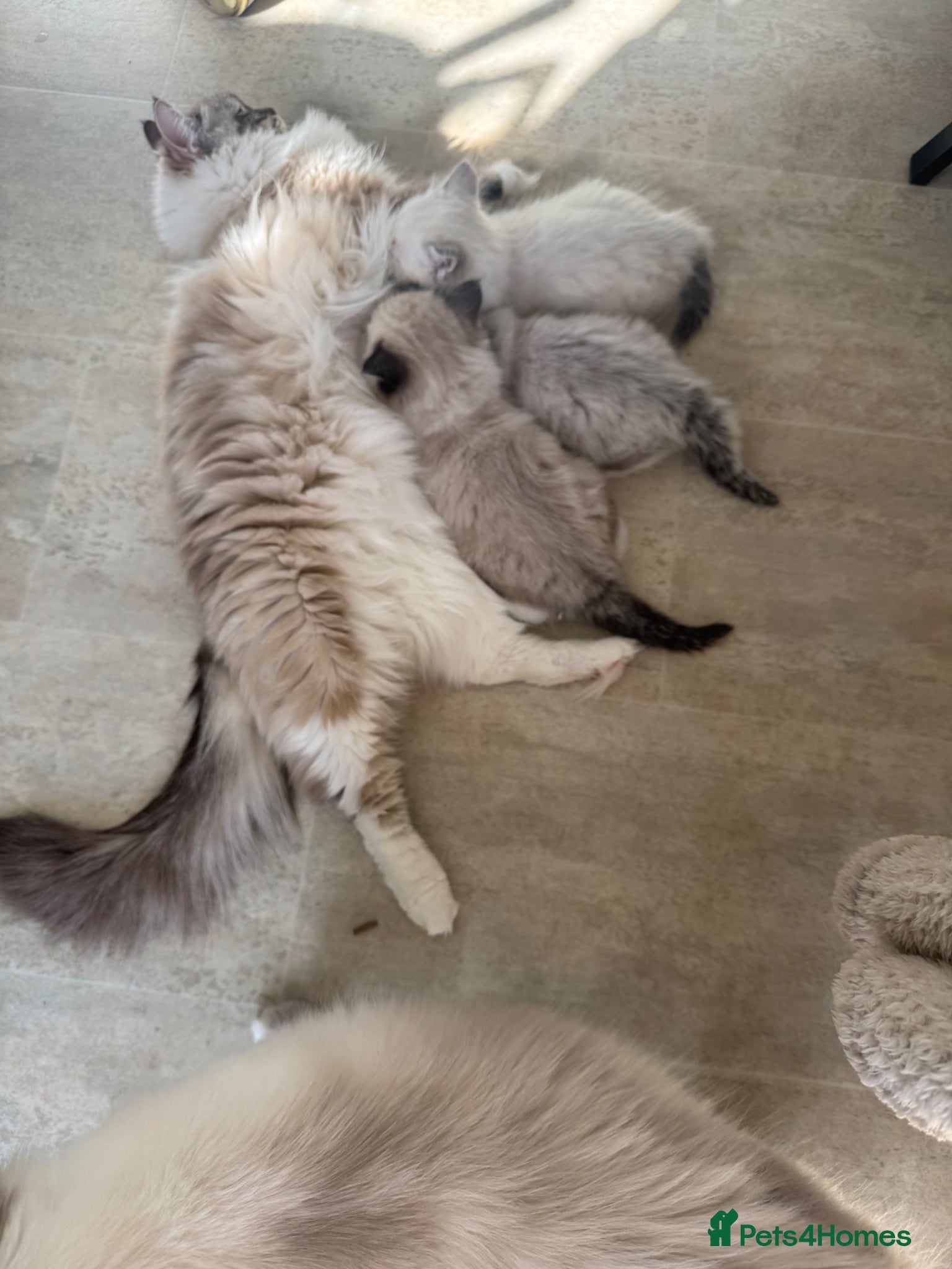 Ragdoll cats Valentine ragdolls kittens  - Advert 1