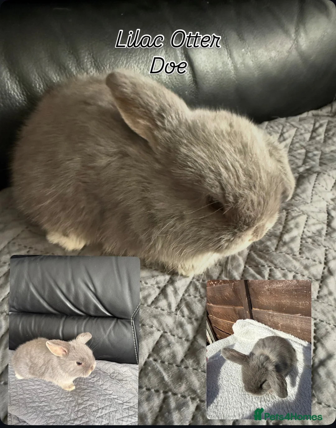 Mini Lop rabbits for sale: Mini Lops  - Advert 2