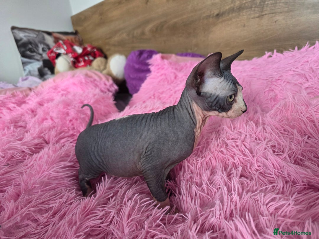 Sphynx cats for sale: 2 male sphynx cats - Image 13