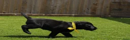 Labrador Retriever dogs for sale: KC registered stunning black labradors  in Heywood - Advert 19