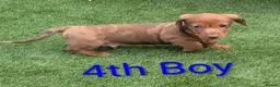 Dachshund dogs for sale: 4 Beautiful miniature Dachshunds puppies for sale - Advert 10