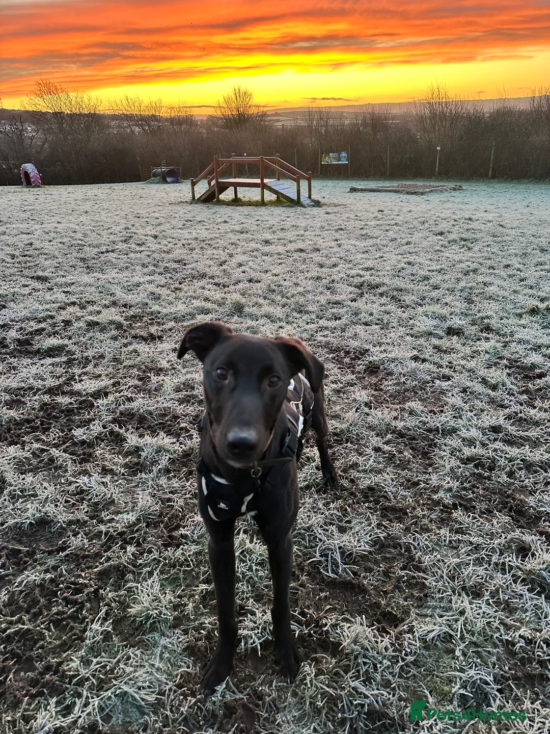 Mixed Breed dogs for sale: Milo - Lurcher x Greyhound male 11month  - Advert 1