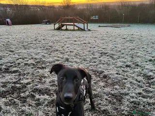 Mixed Breed dogs Milo - Lurcher x Greyhound male 11month - Advert 6