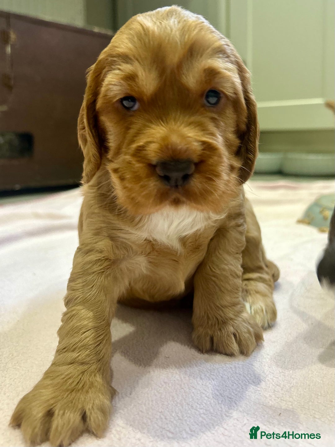 Cocker Spaniel dogs for sale: Exceptional KC Reg Working Cocker Spaniel Puppies - Image 7