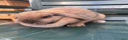 Mixed Breed rabbits for sale: Baby bunny’s  - Advert 6