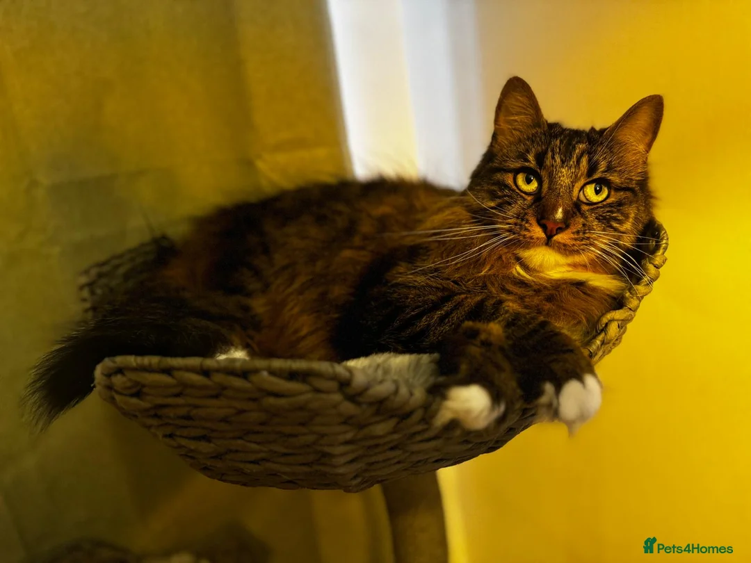 British Longhair cats for sale: Loving 6 year old male cat - Advert 9