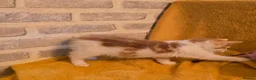 Mixed Breed cats for sale:  Ready to go to their forever homes - Advert 38
