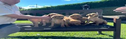 Labrador Retriever dogs for sale: KC Registered Fox red Labrador puppies in Newtown - Advert 13