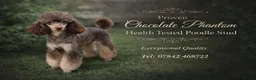 Miniature Poodle dogs for sale: 5 Gorgeous Minature poodle puppies - Advert 3