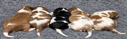 Cavalier King Charles Spaniel dogs for sale: Beautiful KC Reg and Health tested Cavalier Pups - Advert 9