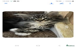 Maine Coon cats for sale: Maine coon ragdoll Cross  - Image 3