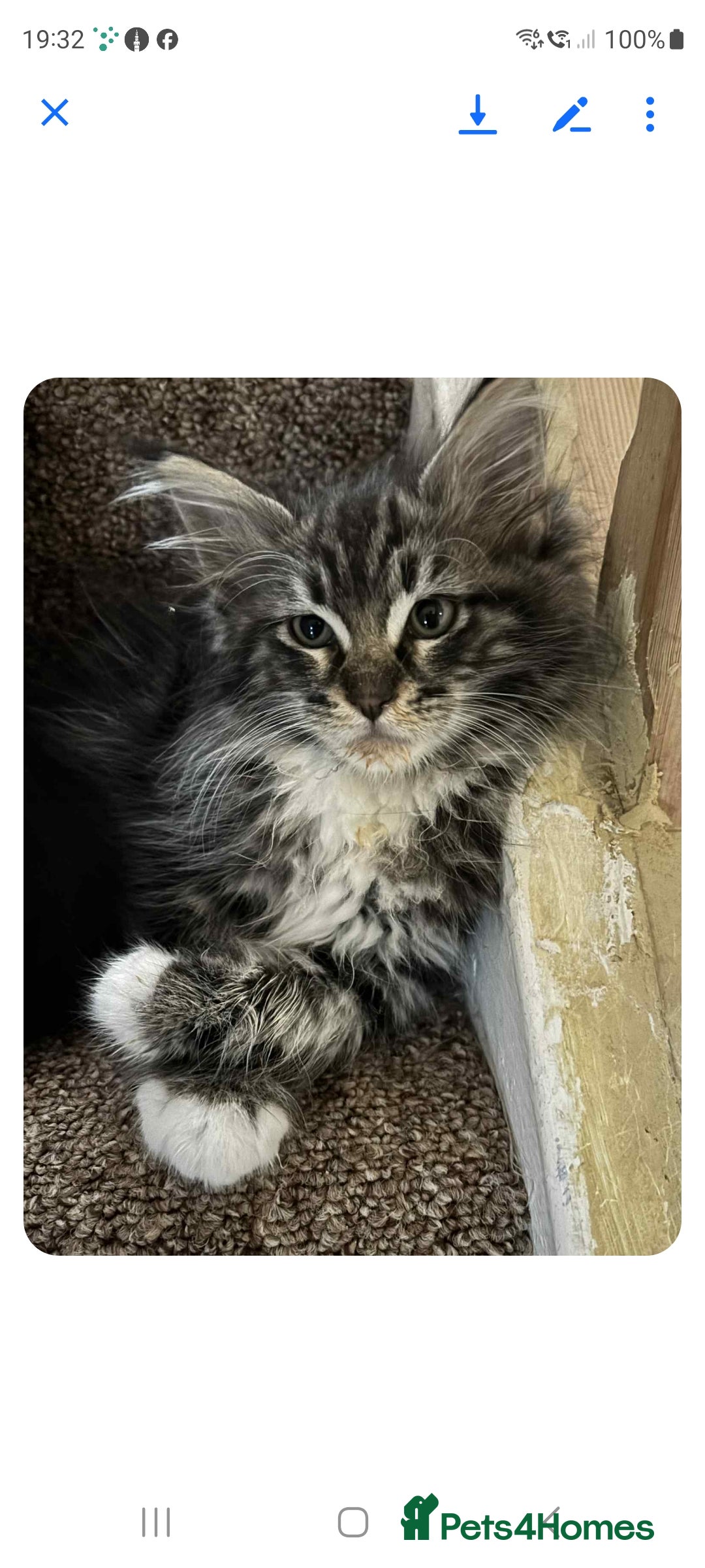 Maine Coon cats for sale: Maine coon ragdoll Cross  - Image 3