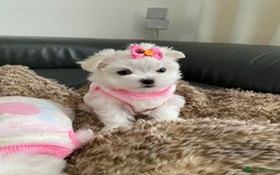 Maltese dogs for sale: 🌟KC STUNNING half-Korean Maltese puppies 🌟 - Image 31
