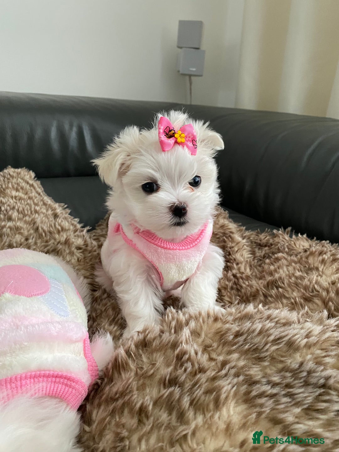 Maltese dogs for sale: 🌟KC STUNNING half-Korean Maltese puppies 🌟 - Image 31
