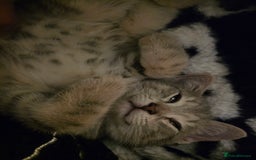 Domestic Shorthair cats for sale: Male Kitten looking for a new home - Image 10