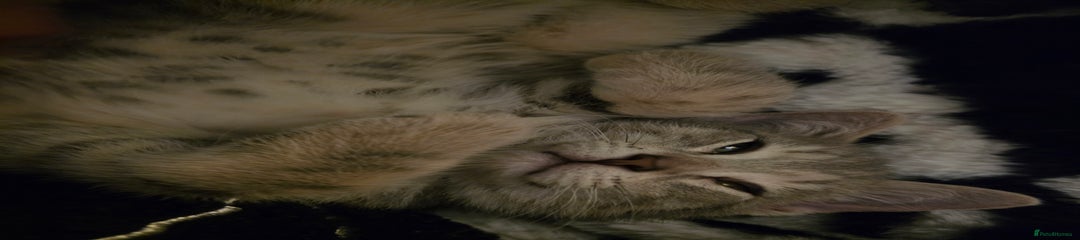 Domestic Shorthair Kitten 1