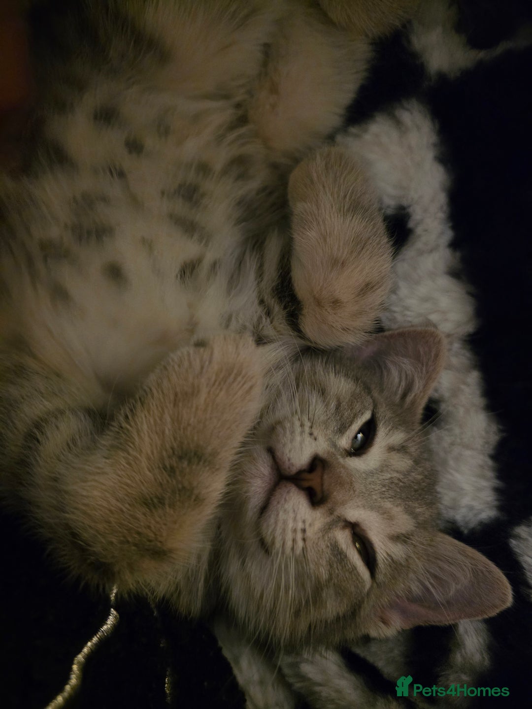 Domestic Shorthair cats for sale: Male Kitten looking for a new home - Image 10