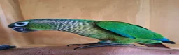 Conures birds for sale: Pineaplle, greencheek, and yellow sided conures  - Advert 6