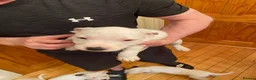 Mixed Breed dogs for sale: American Bully’s  - Advert 2