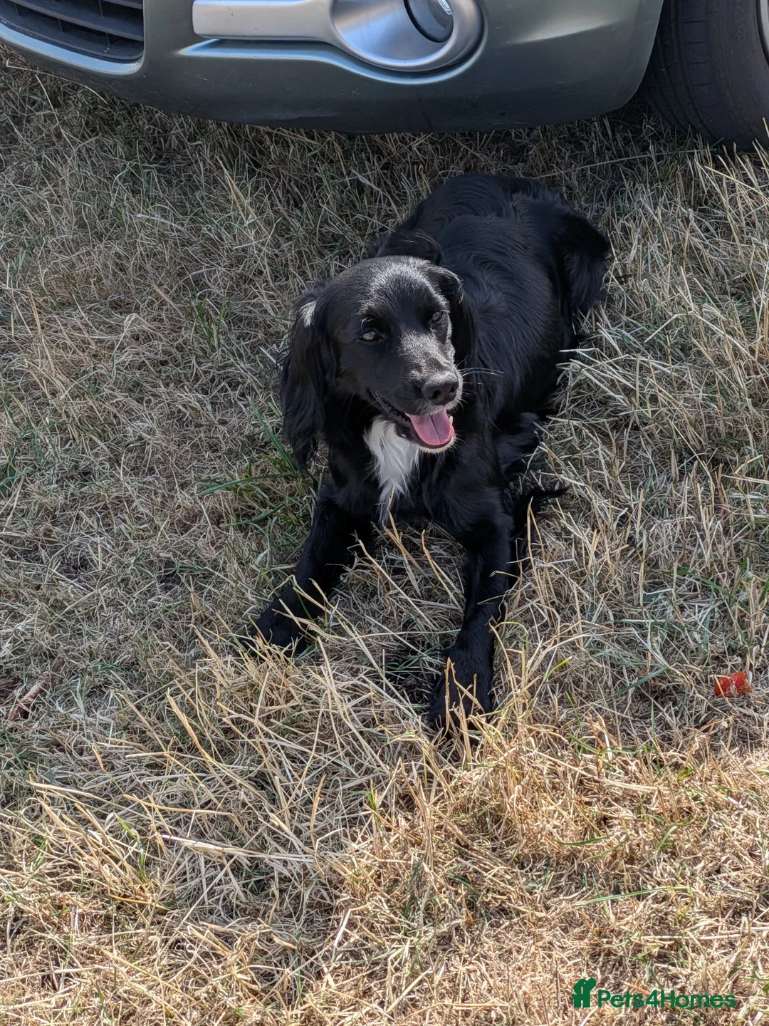 Mixed Breed dogs for sale: Female collie cocker  - Advert 4