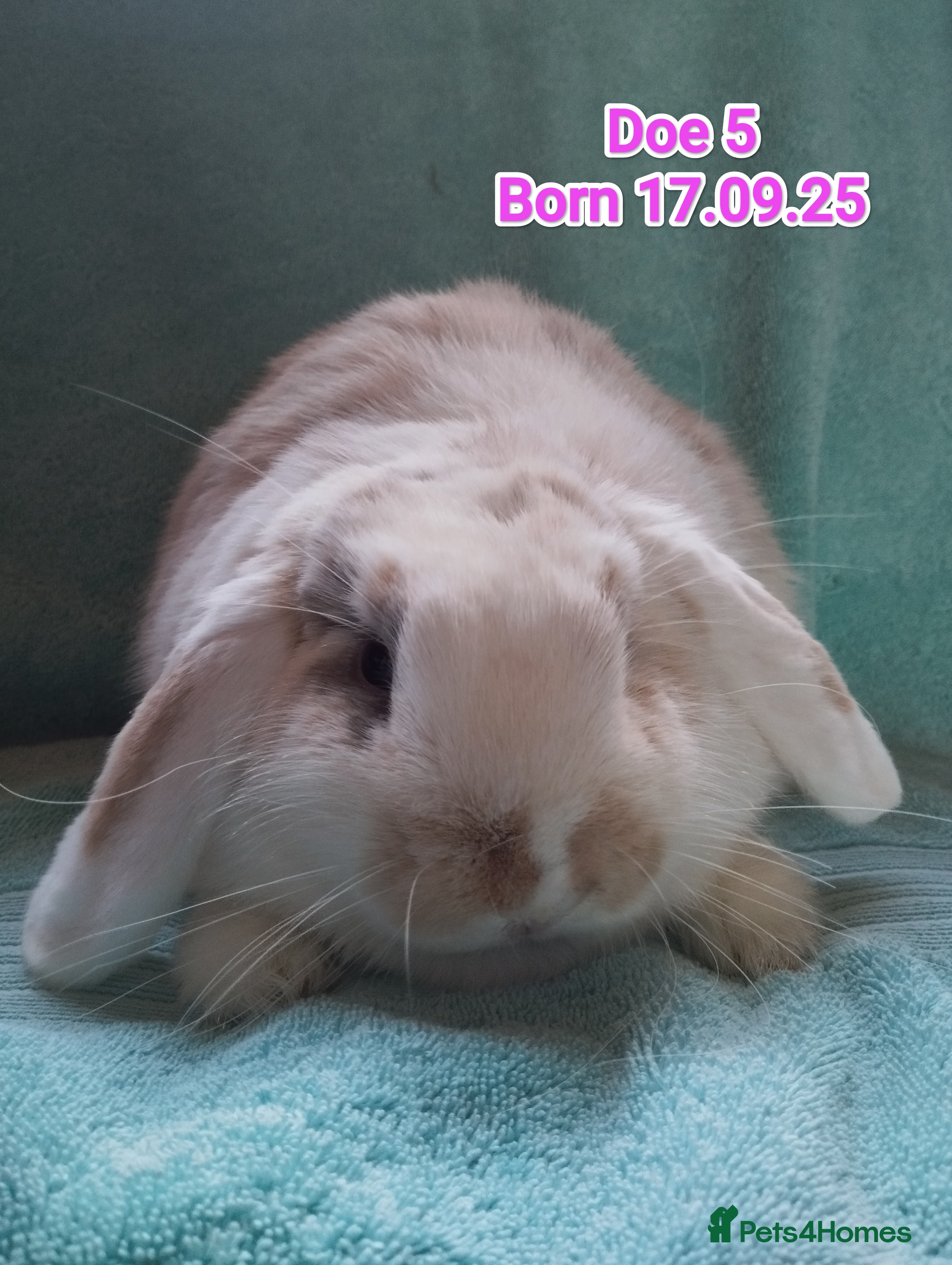 Mini Lop rabbits Last Doe looking for a home🥰 - Advert 16