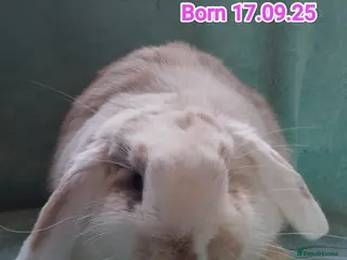 Mini Lop rabbits Last Doe looking for a home🥰 - Advert 16