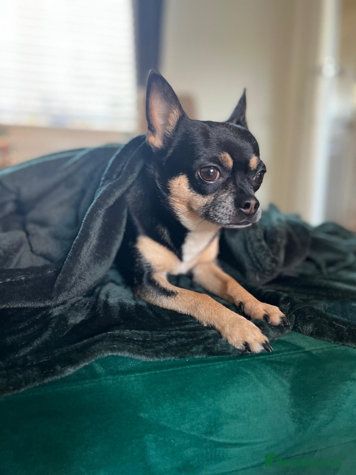 Chihuahua dogs Chihuahua available for stud | South Yorkshire - Advert 3