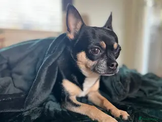 Chihuahua dogs Chihuahua available for stud | South Yorkshire - Advert 3