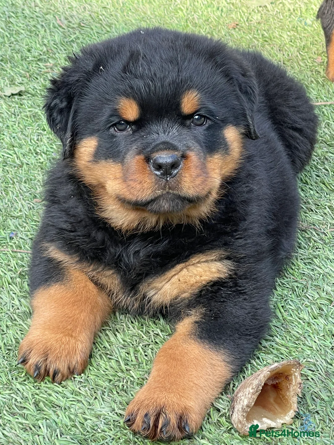 Rottweiler dogs for stud: BEAUTIFUL OLD TYPE BIG BONED ROTTIE! For stud in Mansfield - Advert 11