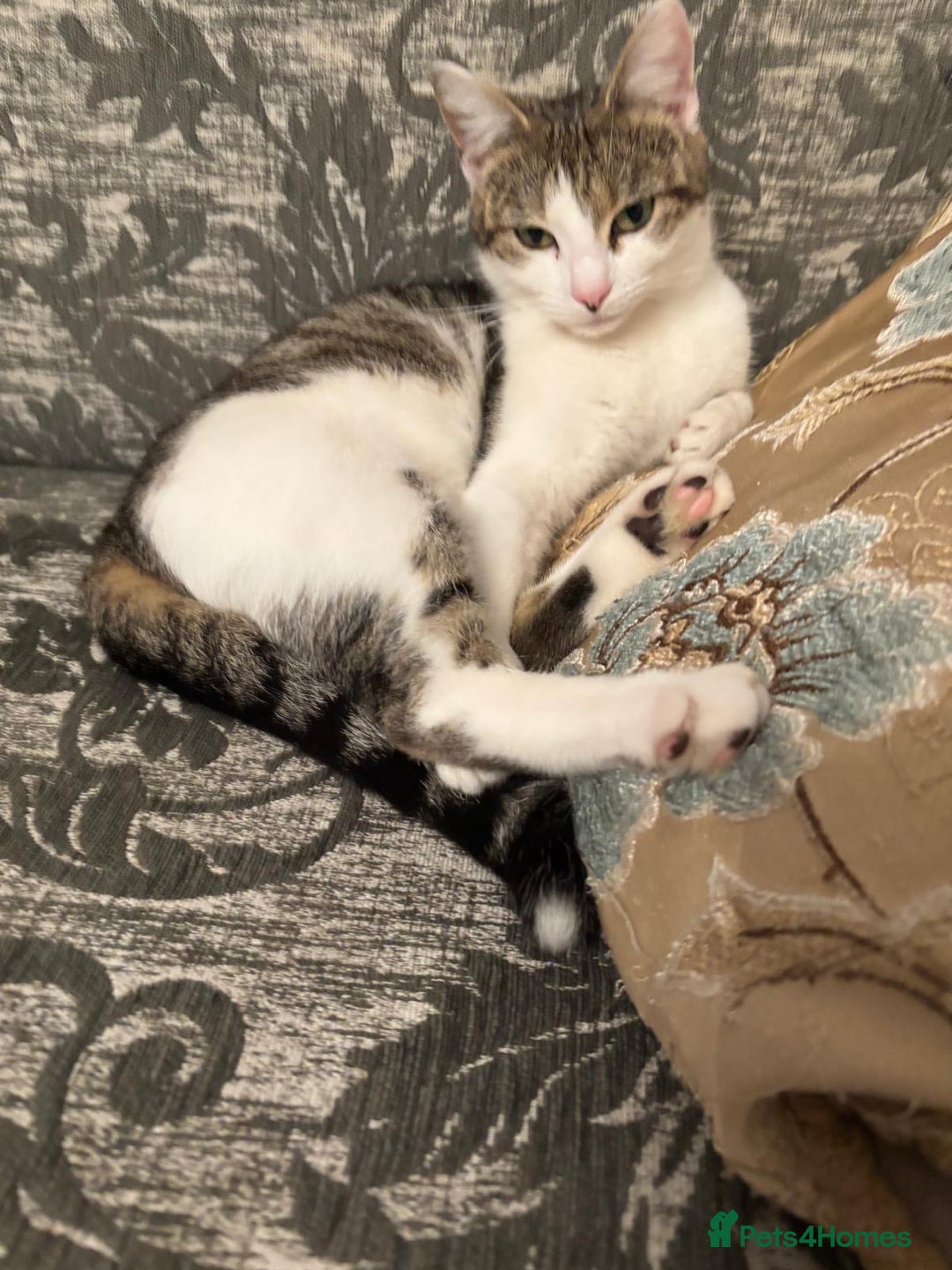 Mixed Breed cats for sale: Mix breed - Advert 1