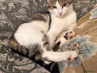 Mixed Breed cats Mix breed - Advert 1